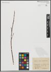 Foto von Salix alba L. x Salix pentandra L.